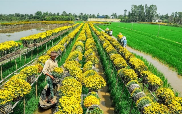 Vi vu làng hoa Sa Đéc - thủ phủ hoa kiểng nức tiếng Đồng Tháp