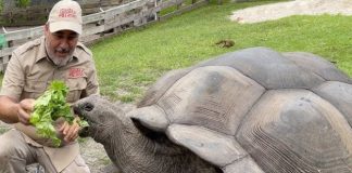 Trải nghiệm khám phá bảo tàng Rùa nổi tiếng trong tour Singapore